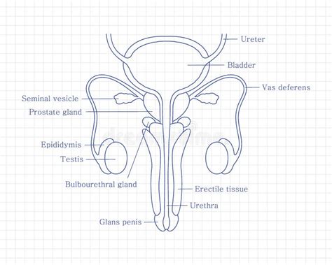 Representación esquemática del sistema reproductivo masculino.