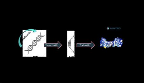 Diagrama que ilustra el proceso de obtención y replicación de líneas celulares para la fabricación de vacunas.
