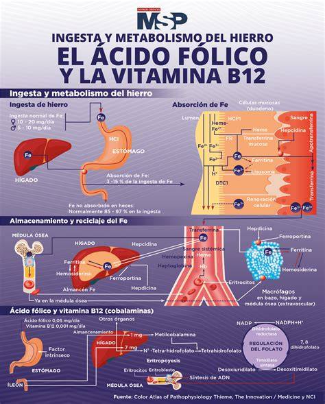 Esquema de nutrientes esenciales (ácido fólico, hierro, calcio, yodo, vitaminas A y D) para la salud materna y el desarrollo fetal.