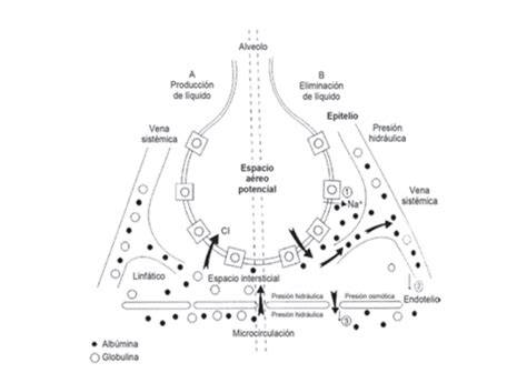 Diagrama de los mecanismos de eliminación del líquido pulmonar fetal durante el nacimiento