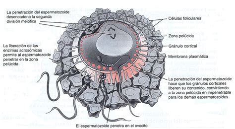 Micrografía electrónica de un ovocito mostrando la ubicación de los gránulos corticales y el primer corpúsculo polar.
