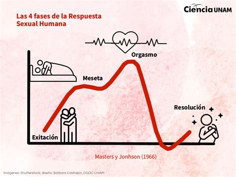 Esquema de las fases de la respuesta sexual humana