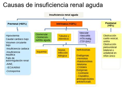 Esquema del riñón y las causas de insuficiencia renal aguda en niños