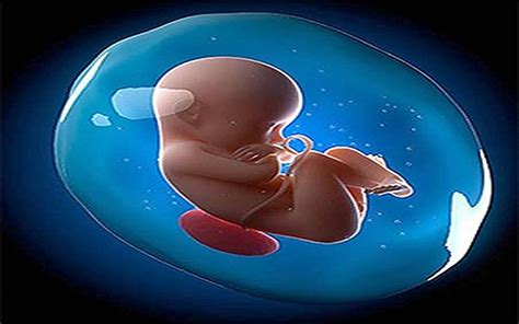 Ilustración del saco amniótico con el feto flotando en el líquido amniótico.