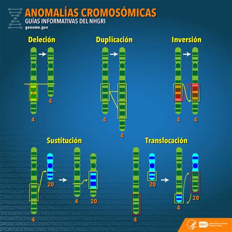 Infografía mostrando las diferentes anomalías cromosómicas que se pueden detectar con la amniocentesis (ej. síndrome de Down, Edwards, Patau).