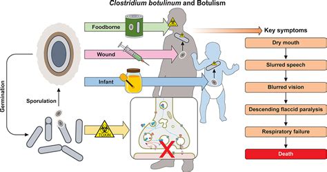Esquema del ciclo de vida de Clostridium botulinum, mostrando la espora, la germinación y la célula vegetativa