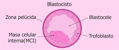 Esquema detallado del proceso de biopsia de un blastocisto, mostrando la extracción de células del trofoectodermo.