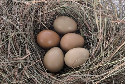 Huevos falsos de faisán en un nido