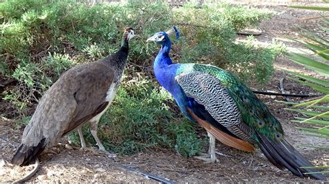 Faisán pavo real malayo macho y hembra