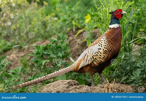 Faisán común macho con su plumaje colorido
