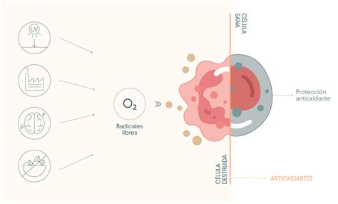 esquema de cómo los antioxidantes protegen las células