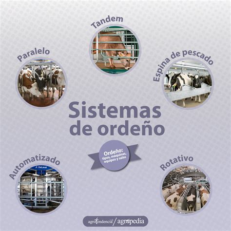Infografía comparativa de salas de ordeño paralelas y rotativas