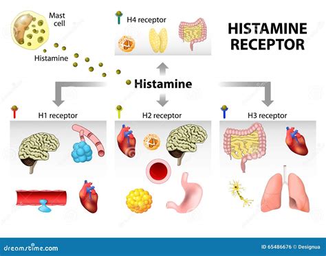 Diagrama del mecanismo de acción de la desloratadina bloqueando los receptores de histamina