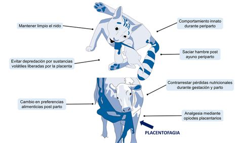 Esquema de la placentofagia en mamíferos no humanos