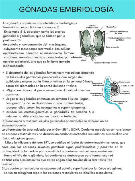 Gónadas en una especie unisexual y hermafrodita