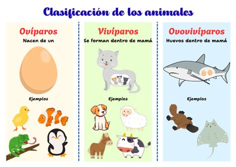 Ejemplos de animales ovíparos, vivíparos y ovovivíparos
