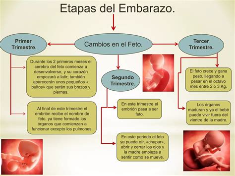 Esquema de las etapas del embarazo y el momento en que se considera pérdida perinatal o neonatal