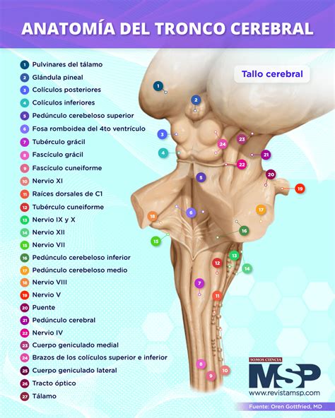 Esquema de la anatomía del tronco encefálico destacando el puente de Varolio y las estructuras adyacentes.