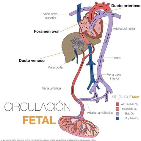 Diagrama esquemático de la circulación fetal, mostrando la vena umbilical, el ductus venoso, el foramen oval y el ductus arteriosus.