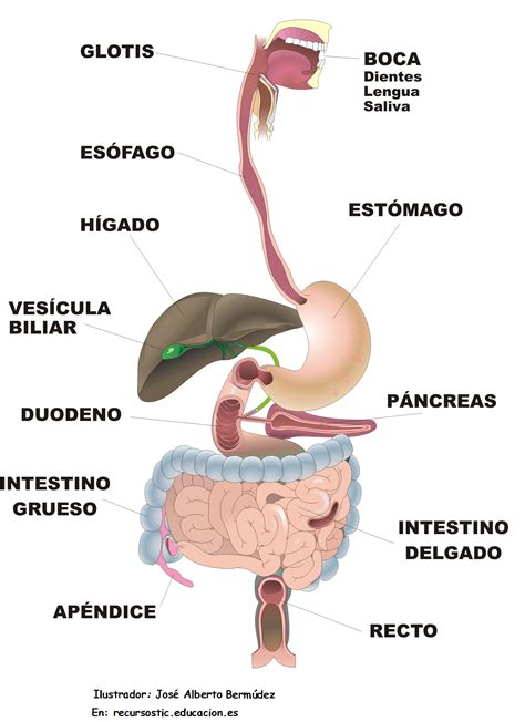 Esquema del aparato digestivo mostrando cómo la progesterona relaja los músculos intestinales