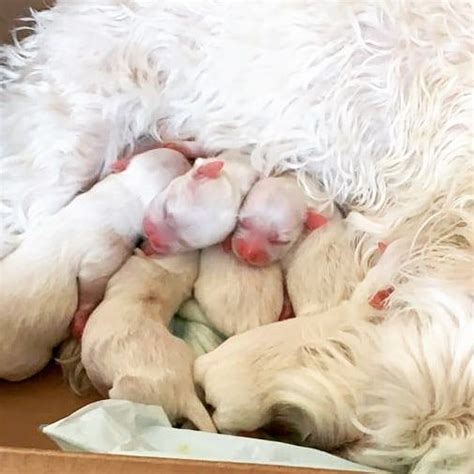 cachorros recien nacidos junto a su madre