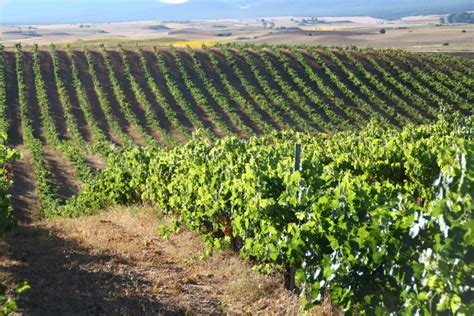 Viñedos en la región de Ribera del Duero con uvas Tempranillo