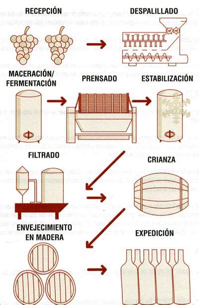 Esquema del proceso de vinificación del vino tinto