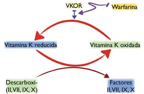 Esquema de la ruta de la vitamina K en la coagulación sanguínea