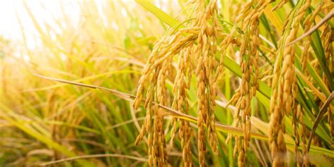 Representación de plantas de arroz con y sin proteínas DELLA.