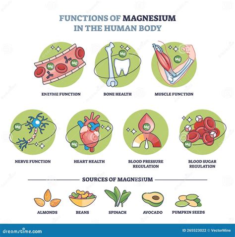 Diagrama ilustrando las múltiples funciones del magnesio en el cuerpo humano, incluyendo la contracción muscular, la función nerviosa y el metabolismo energético.