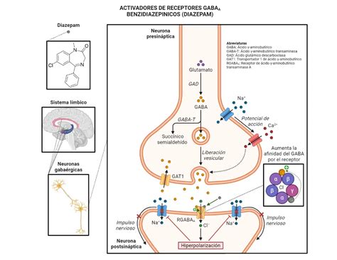 Esquema del mecanismo de acción del diazepam sobre los receptores GABA en el sistema nervioso central.