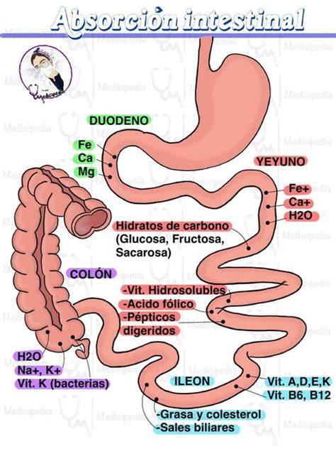 Esquema de absorción intestinal: Comparativa entre el complejo de hierro polimaltosa y sales de hierro convencionales