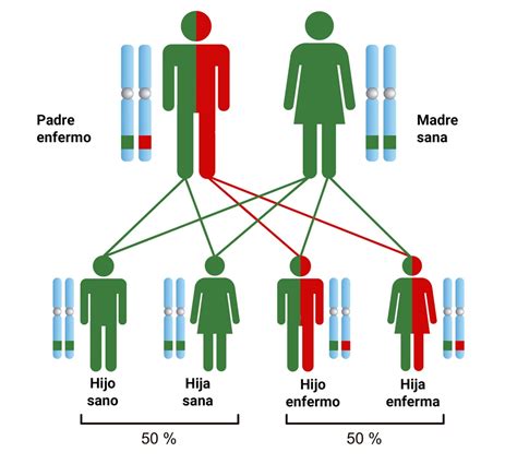 Infografía explicativa sobre la herencia autosómica recesiva y cómo el parentesco aumenta la probabilidad de coincidencia de genes mutados.