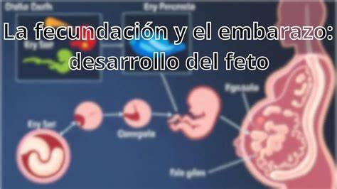 Diagrama del dispositivo INVOcell mostrando la fecundación y desarrollo inicial dentro del cuerpo femenino.
