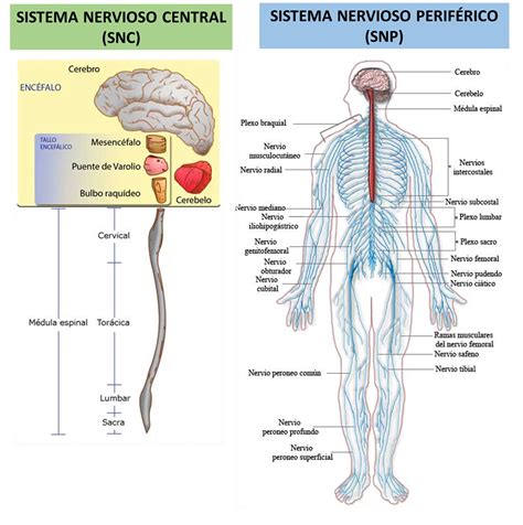 Esquema detallado del sistema nervioso central y periférico humano