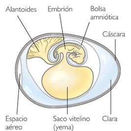 Esquema comparativo entre el desarrollo ovíparo con saco vitelino y el desarrollo vivíparo placentotrófico en lagartos