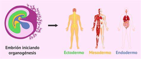 esquema de la diferenciación de las capas embrionarias: ectodermo, mesodermo y endodermo