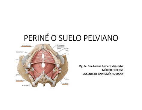 Diagrama anatómico mostrando el periné y la zona a masajear