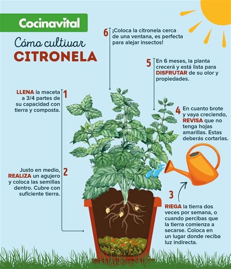 Esquema visual mostrando cómo un tatuaje de citronela se aplica en la muñeca del niño y crea una barrera protectora frente a los insectos.