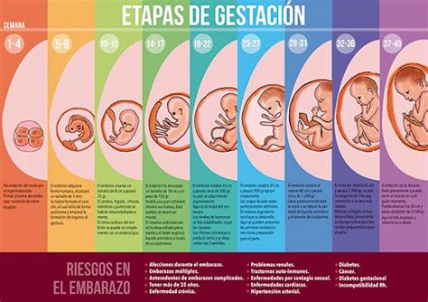 Infografía que muestra las diferentes etapas de la gestación y la definición de parto prematuro.