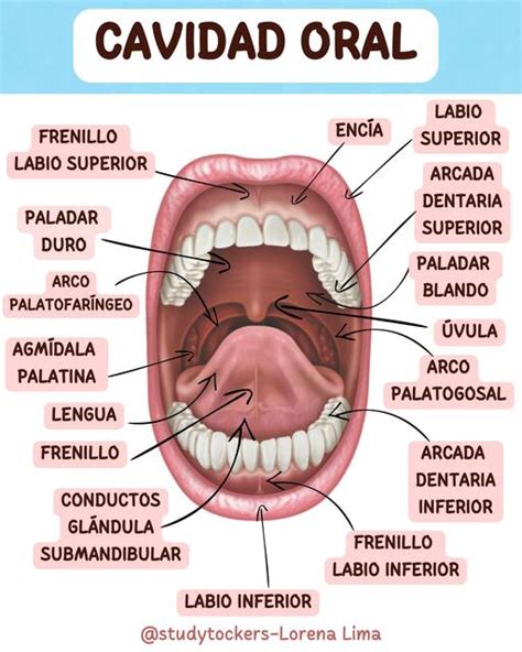 Esquema anatómico comparativo de la cavidad bucal de un lactante y un niño mayor resaltando los cambios para la succión