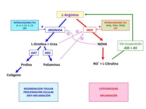 Esquema de la vía L-arginina/óxido nítrico y la competencia con la arginasa