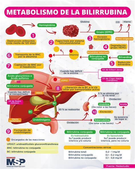 Esquema de la ruta metabólica de la bilirrubina y el proceso de conjugación hepática