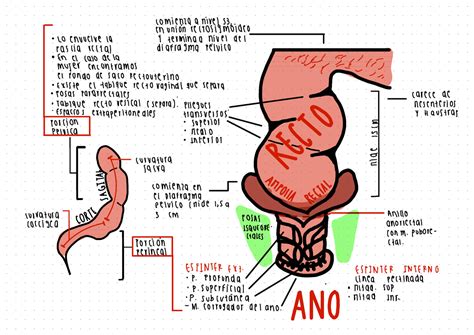 Ilustración de la anatomía del ano y el recto mostrando hemorroides internas y externas