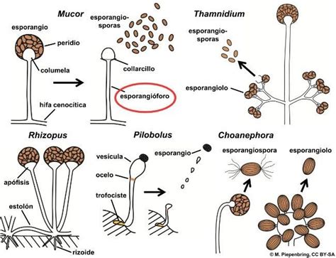 Micrografía mostrando esporas asexuales de hongos