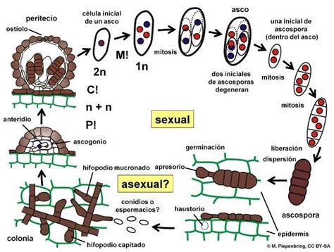 Diagrama de las fases de plasmogamia, cariogamia y meiosis en la reproducción sexual de hongos