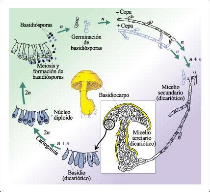Esquema del ciclo de vida de un Basidiomiceto mostrando basidios y basidiosporas