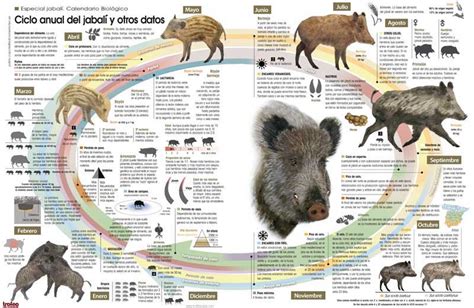Infografía que detalla el ciclo reproductivo del jabalí: celo, gestación, nacimiento de crías y cuidado maternal.