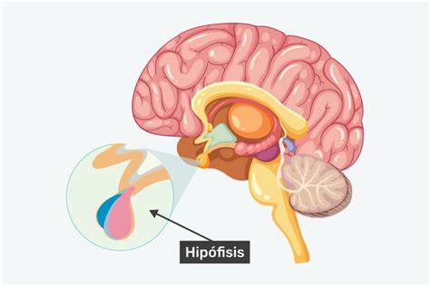 Diagrama de la glándula hipófisis y su ubicación en el cerebro