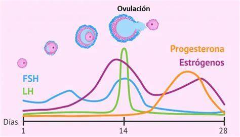 Gráfico ilustrativo de los niveles hormonales de estrógeno y progesterona durante el ciclo menstrual y su relación con los dolores de cabeza.